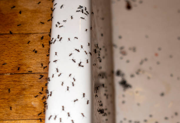 Reliable Canby, OR Pest Control Solutions